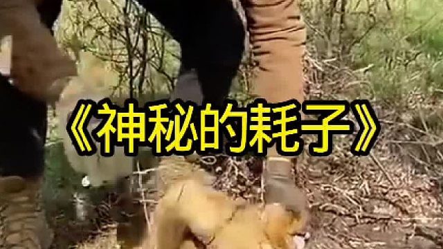 牧场主抓住一只十斤重的大耗子