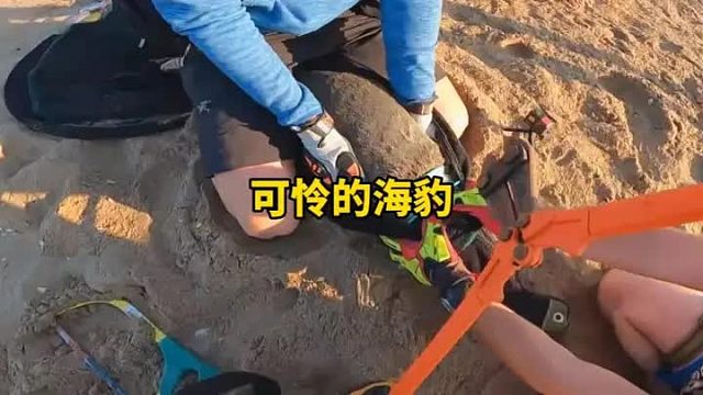 一群人拼命冲进海豹群，他们究竟想要干什么