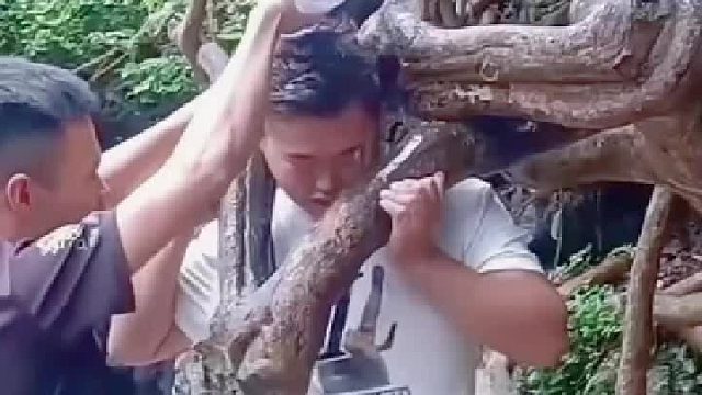 树杈还在吗  想去试试