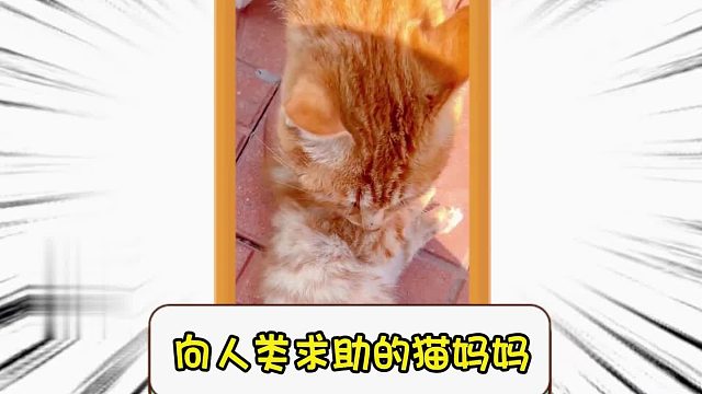 向人类求助的猫妈妈