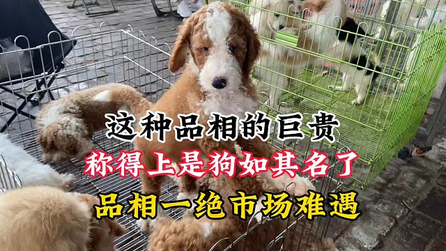 这种品相的巨贵，算的得上狗如其名了，品相一绝市场难遇！真哇塞