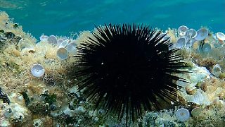 海膽羈絆為什么潛水員每次下海捕撈海膽會開幾個給魚吃