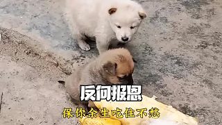 狗：我保你下半輩子吃住不愁 至于怎么個(gè)保法 你別管