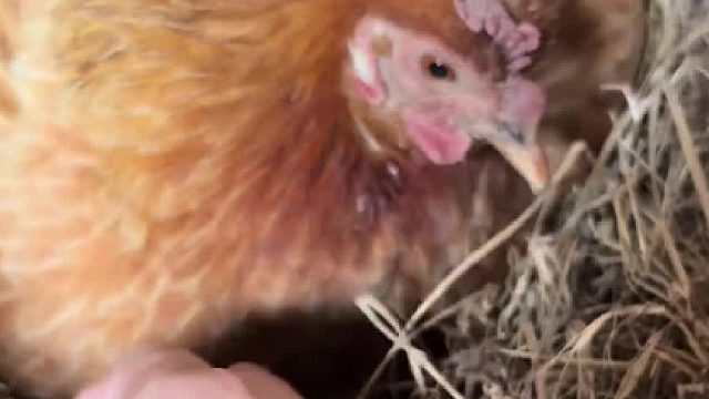 母鸡：多了孵不下！