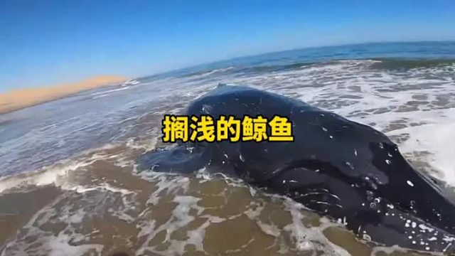 躺在沙滩大鲸鱼一直发出哀嚎，无情的海浪拍打着鲸鱼