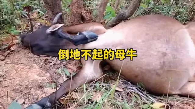怀孕的母牛脚底打滑，重重的摔倒在地，看着真令人心疼