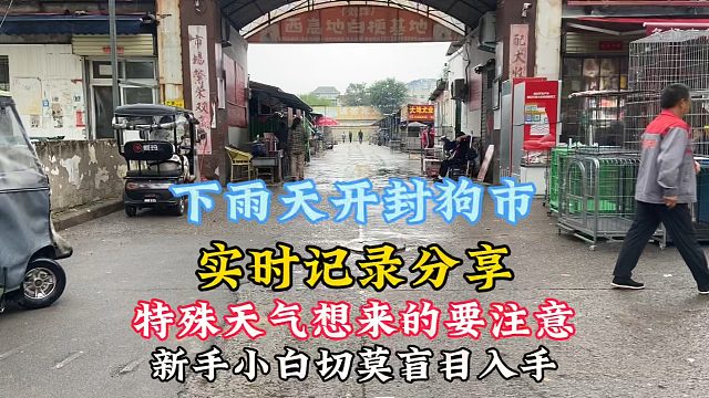 雨天开封狗市实时分享，没想到还能碰见稀罕货，这家伙真招人喜欢