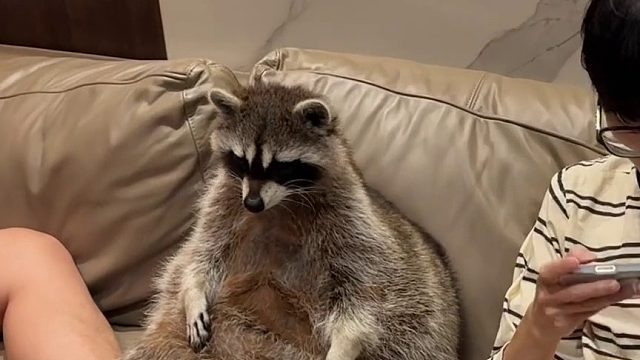 在浣熊的脸上看到了孤单