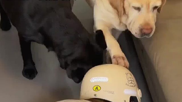 算了，和你们没养拉布拉多的人说不清楚