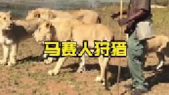 马赛人从狮口夺食