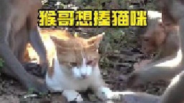 猫咪被猴哥抓住当人质