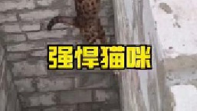 猫咪超乎寻常的战斗力