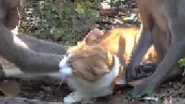 猫咪闯入猴群领地遭到挟持