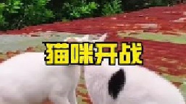 猫咪开战的场面