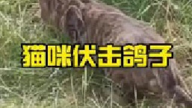 猫咪埋伏准备攻击鸽子