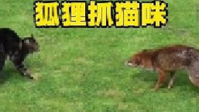 猫咪遭到狐狸攻击