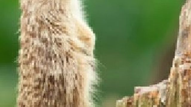 猫鼬袭击野兔将其撕扯吃掉