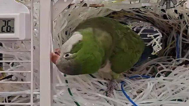 以前一根一根的拿。现在三根五根的运 你是嫌进度太慢吗