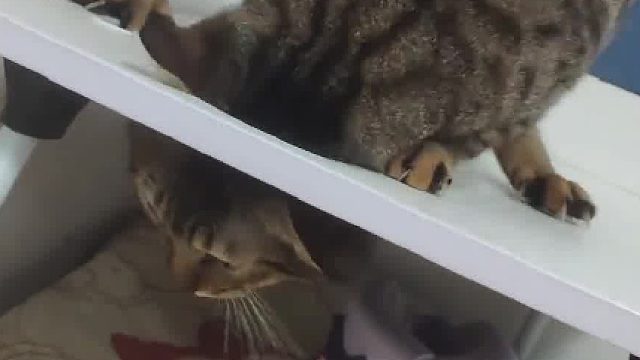 叫你平时少吃点！！现在信了吧！