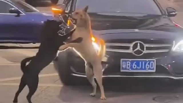 后车：前车在干嘛__前车：两只狗在干架