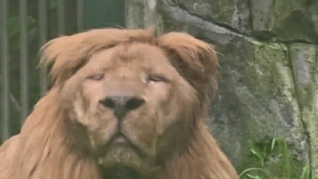 边个话我似西洋菜？出黎！