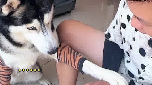 狗：我是二，不是傻！！