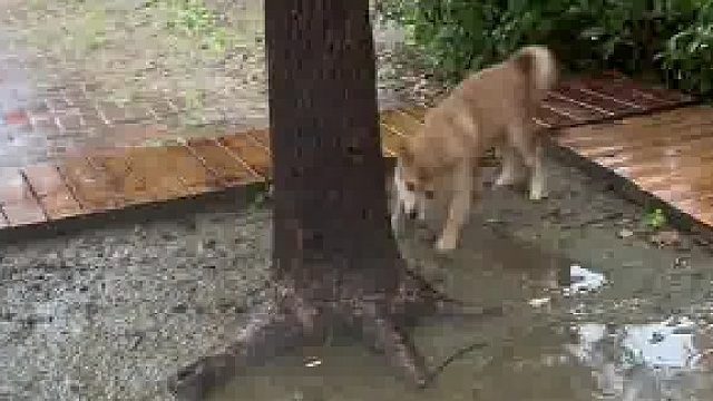 下雨天觉醒了远古记忆