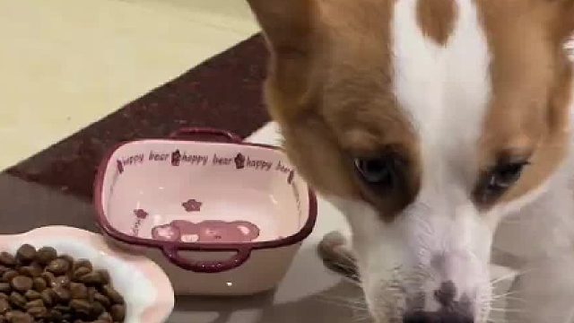 谁家狗子吃饭这么作？