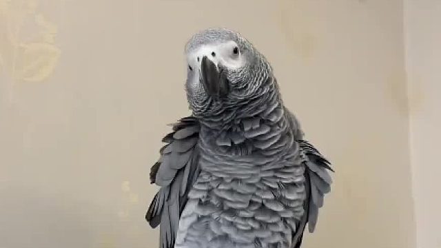 会说话的四川鸟 你真的是我带过最差的一届学生了！