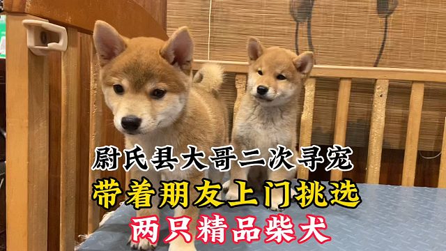 尉氏县粉丝大哥二次寻宠，带着朋友上门挑选，拿下两只精品柴犬！