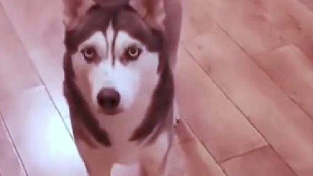 养了四年的狗子，每次主人回家都没反应