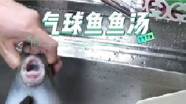 刚捕捞上来的剧毒气球鱼，就被师傅快速切开