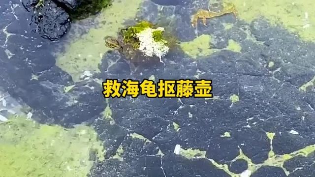 睡前来一集抠藤壶解压救海龟视频，睡觉肯定香香