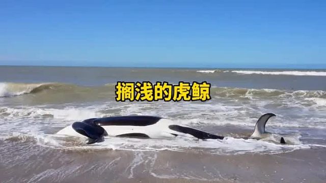 搁浅的虎鲸发出悲鸣，海边的游客的举动，让人动容。