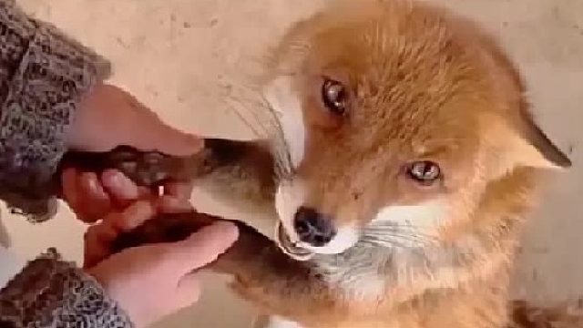 贪吃的狐狸为了偷鸡不慎被卡在栅栏上，女孩不计前嫌将它暖心救下