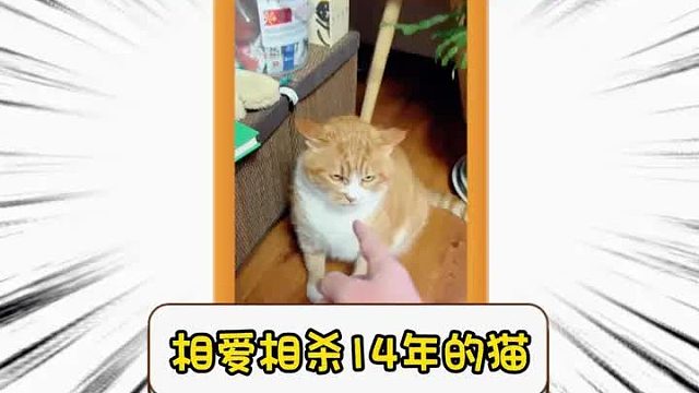第二百二十八集I和铲屎官相爱相杀了14年的橘猫