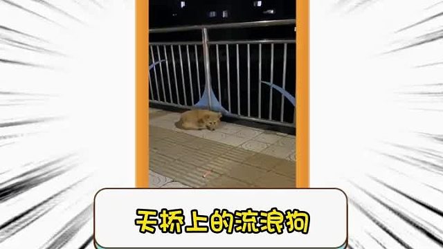第二百二十四集I一只天桥上的流浪狗