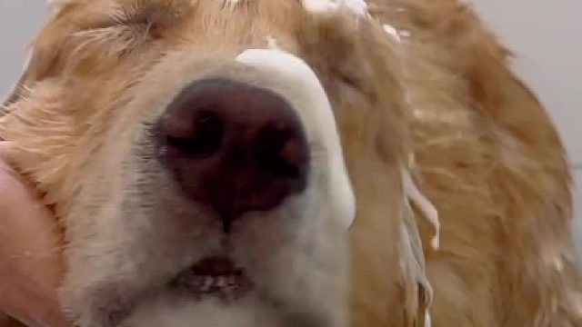 沉浸式刷狗 从嘻嘻洗到不嘻嘻！