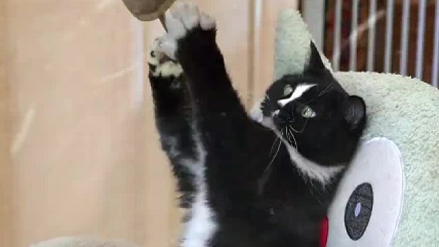 这一家子又笨又可爱。