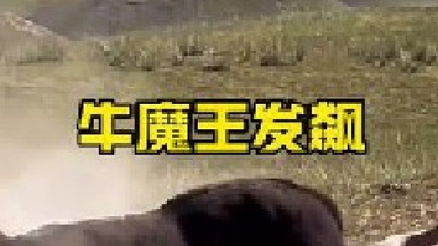 牦牛发飙把同伴顶下山崖