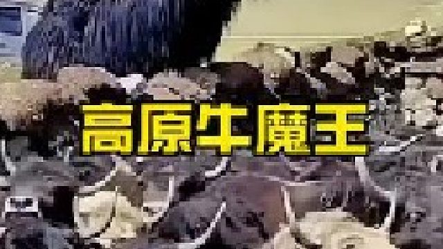牦牛简直就是高原上的牛魔王