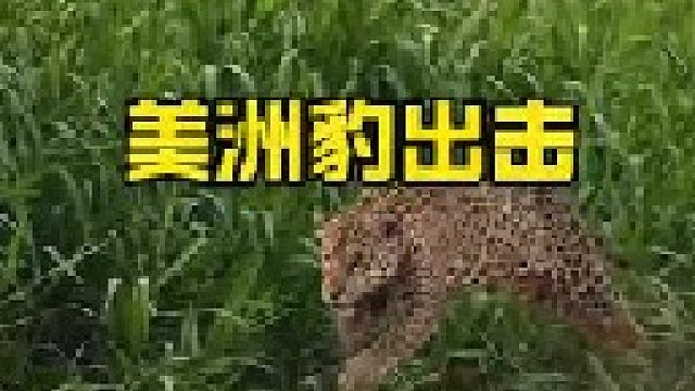 美洲豹捕捉水豚和鳄鱼