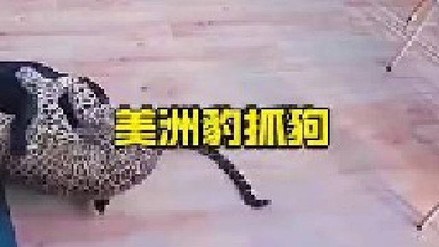 美洲豹进村抓捕大黑狗