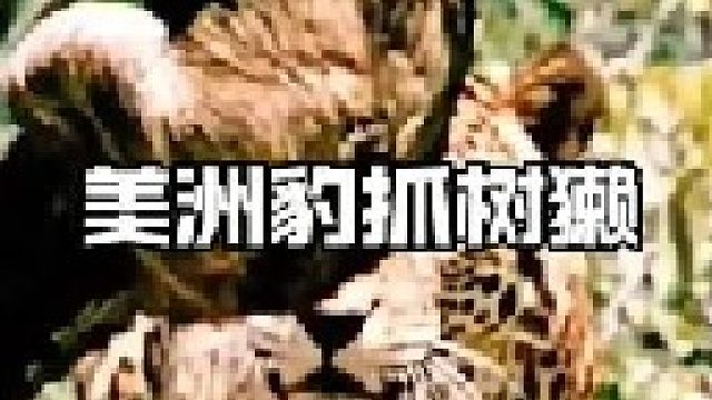 美洲豹上树抓树獭