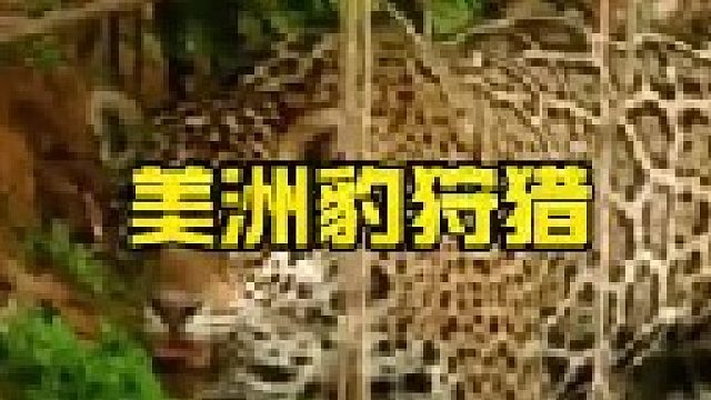 美洲豹狩猎巨型水豚