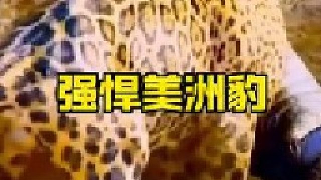 美洲豹抓捕鳄鱼的震撼瞬间