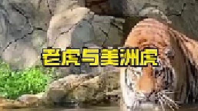 美洲虎和老虎针锋相对