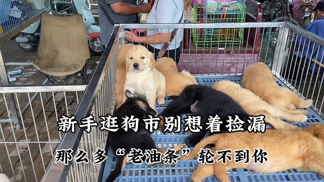 新手逛狗市别想着捡漏，狗市里那么多“老油条”，这好处轮不到你