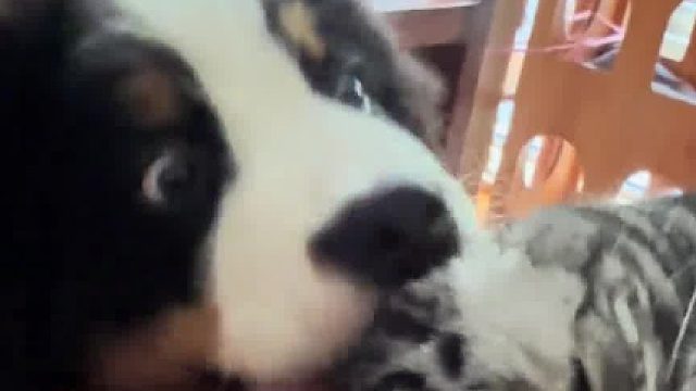 这小子有点欠儿啊！家里的猫没有不烦他的