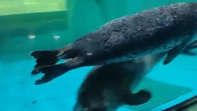 爱动动和安静静